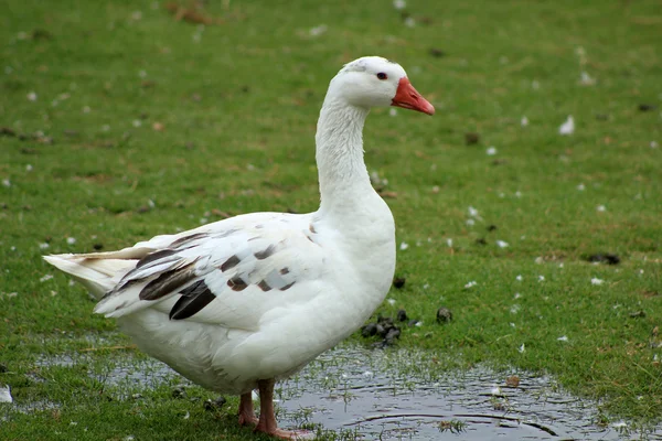 Gås i en vattenpöl — Stockfoto