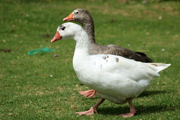 Domesticated Geese on a Farm — Stock Photo, Image