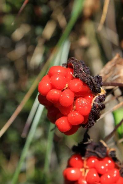 Bacche rosse su un ramo — Foto Stock