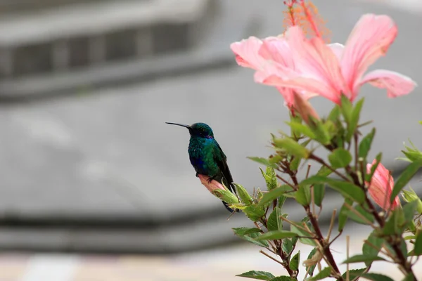 Sparkling Violetear Hummingbird on Hibiscus — Stock Photo, Image