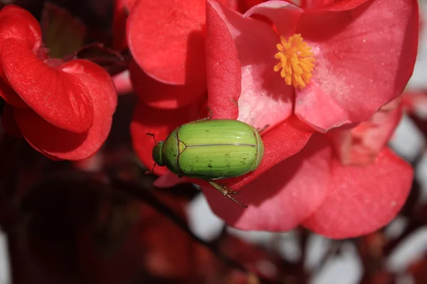 Scarabeo verde su un fiore rosso — Foto Stock