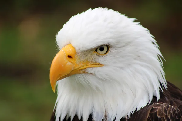 Huvudet av en amerikansk bald eagle — Stockfoto