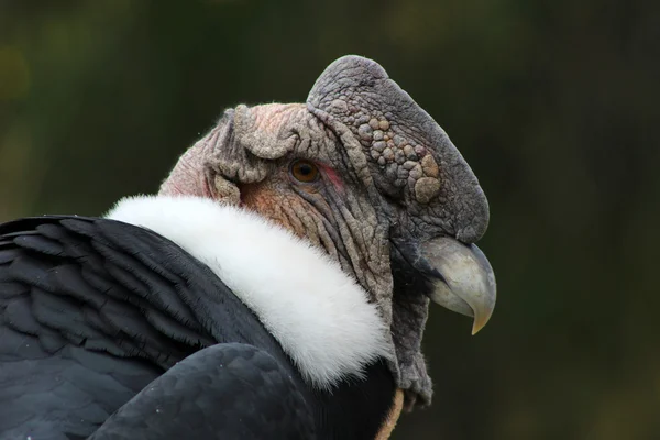 Cabeça de um Condor andino masculino — Fotografia de Stock