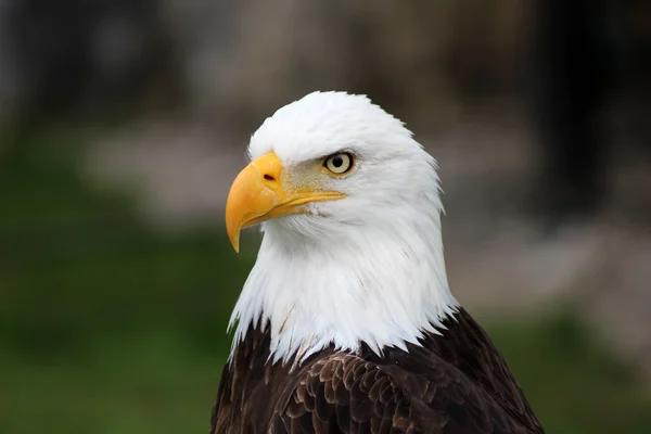 Male American Bald Eagle — Stock Photo, Image