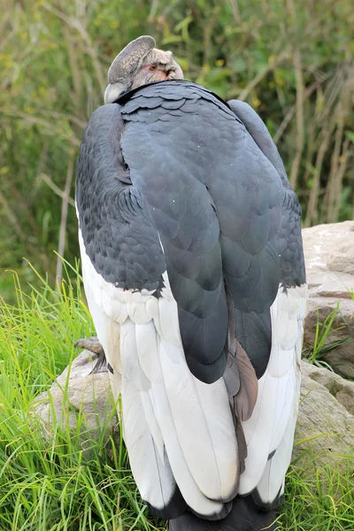 Condor andin masculin regardant par-dessus l'épaule — Photo