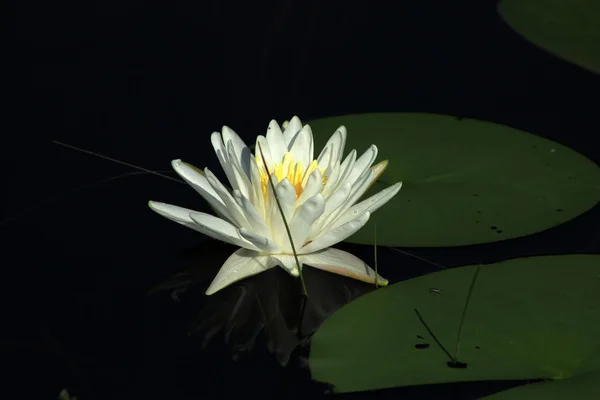 White Water Lily in a Lake — Stock Photo, Image