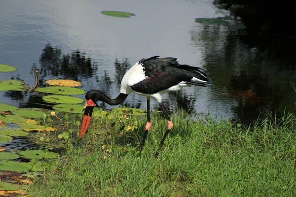 Sadeln billed stork — Stockfoto