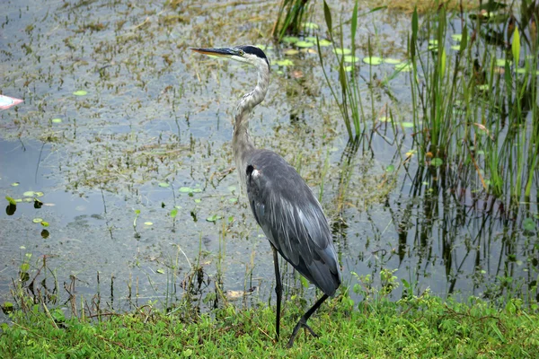 Blaureiher — Stockfoto