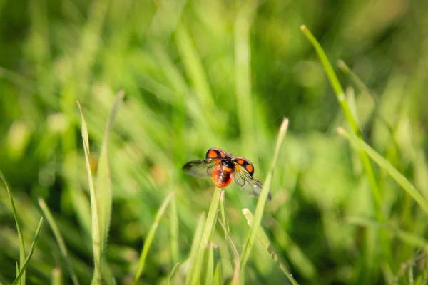 Coccinelle aller à voler — Photo