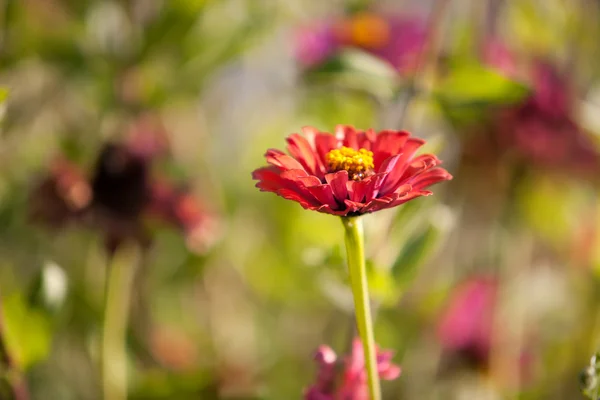 Eine wunderschöne Blume — Stockfoto