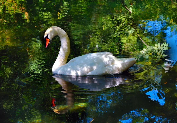 Fairy-tale about the beautiful swans in the pond — Stock Photo, Image