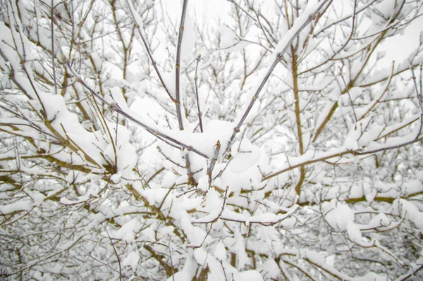 Winter Alle Bäume Wald Sind Mit Schnee Bedeckt — Stockfoto