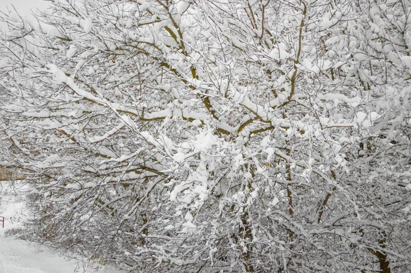 Winter Alle Bäume Wald Sind Mit Schnee Bedeckt — Stockfoto