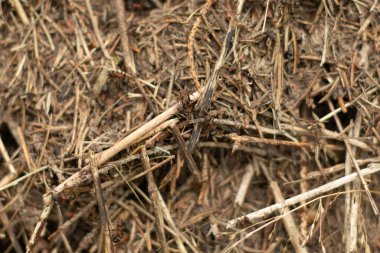 Karınca yuvasının ayrıntıları