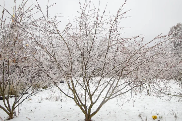 Winter Park Stehen Büsche Mit Ästen Eis — Stockfoto