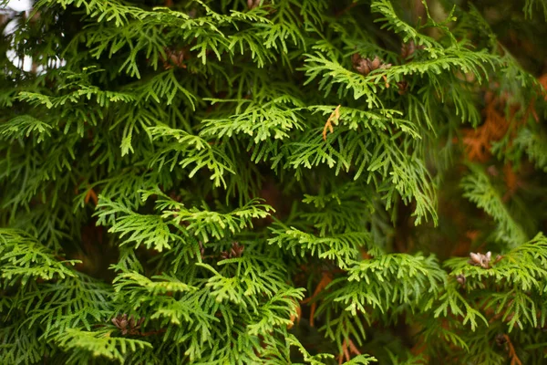 Parede Coníferas Thuja Verde Com Pequenos Cones Amarelos — Fotografia de Stock