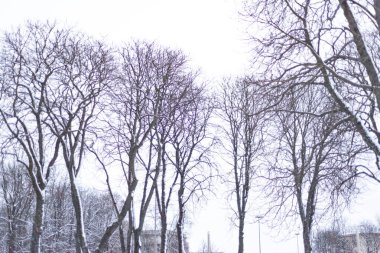 Kar altında yaprakları olmayan uzun kış ağaçları.