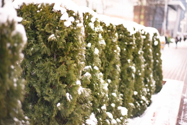 Winter Grüne Thuja Büsche Mit Weißem Schnee Bedeckt — Stockfoto