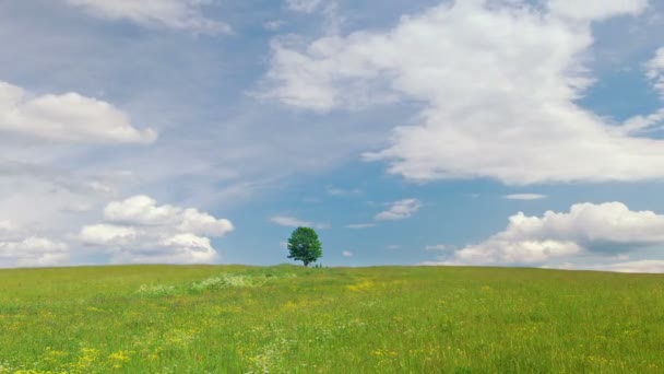 Singolo albero solitario — Video Stock