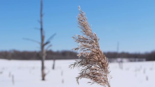 Snöigt landskap — Stockvideo