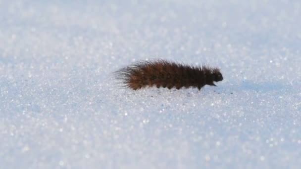 Гусеница ползает по снегу — стоковое видео