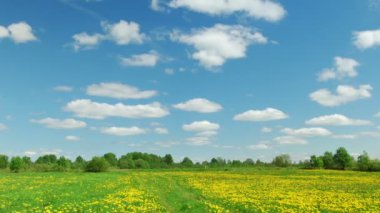 karahindiba alanında yol