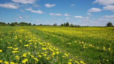 karahindiba alanında yol