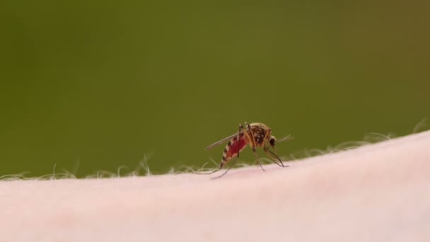 Myggblod suger på mänsklig hud — Stockvideo