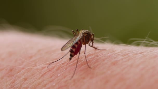 Sangue de mosquito chupando na pele humana — Vídeo de Stock