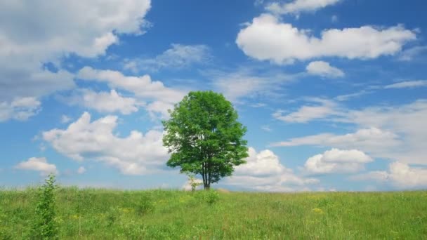 Árbol solitario — Vídeo de stock