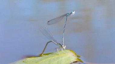 yusufçuk çiftleşme mevsimi