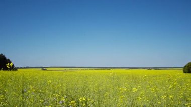 yağlı tohum tecavüz alan