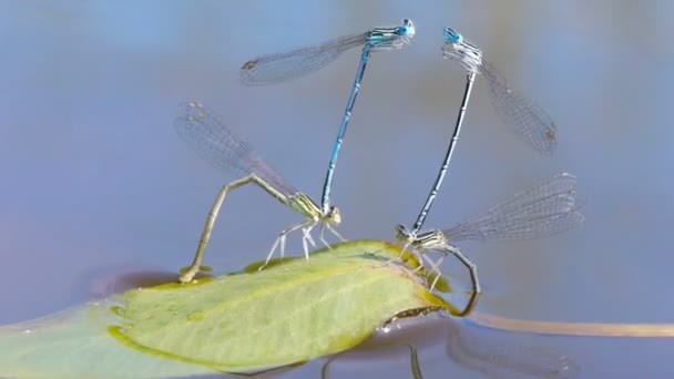 Stagione di accoppiamento delle libellule — Video Stock