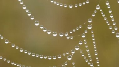 Close-up of dew water droplets on spider web