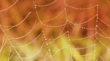 Close-up of dew water droplets on spider web