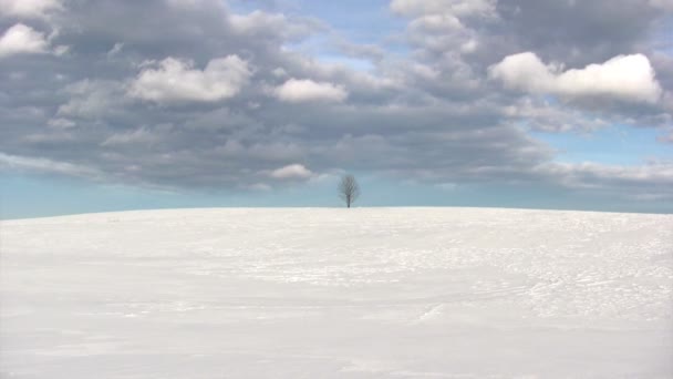 Árbol solitario en invierno — Vídeo de stock