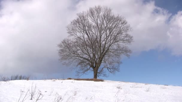 Yalnız ağaç üzerinde kış — Stok video
