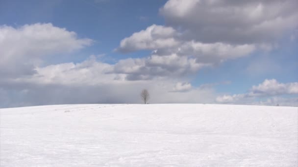 Одинокое голое дерево — стоковое видео