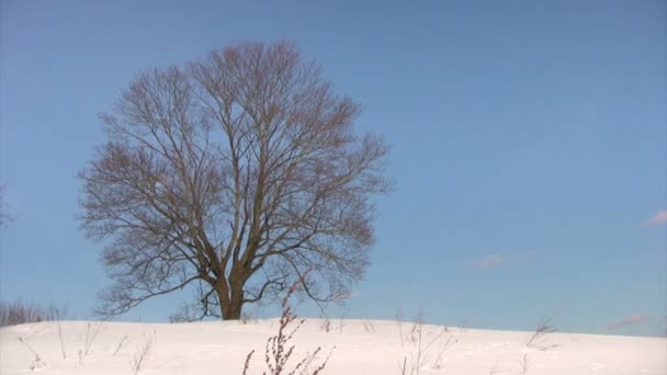 Winter bomen — Stockvideo