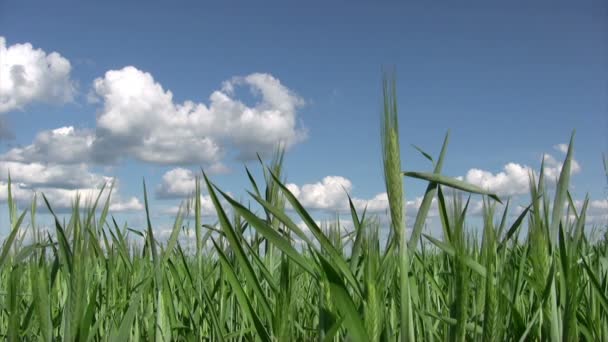 Erba di grano giovane durante la primavera — Video Stock