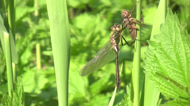 Metamorfosi della libellula — Video Stock