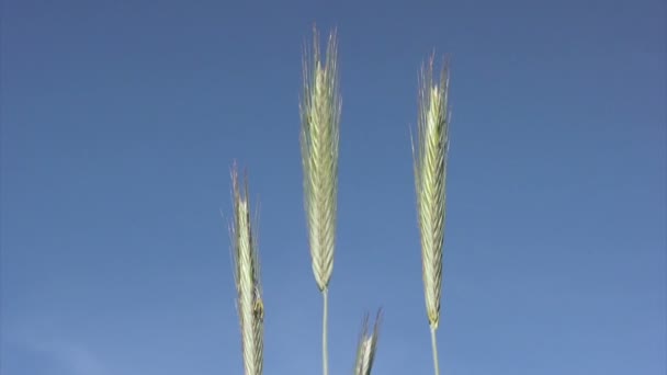 Primer plano del trigo sobre el fondo del cielo — Vídeo de stock