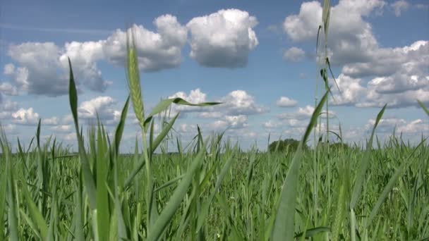 Young wheat grass on springtime — Stock Video