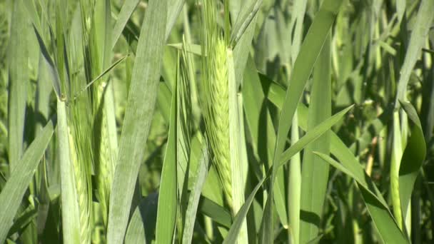 Campo di grano verde — Video Stock