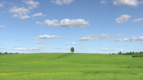 Eenzame boom, zomer landschap — Stockvideo