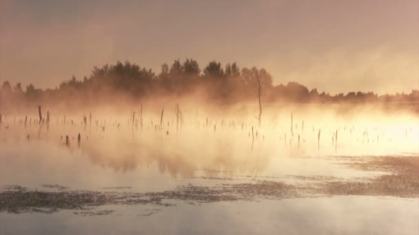 Mattina nebbiosa alba — Video Stock