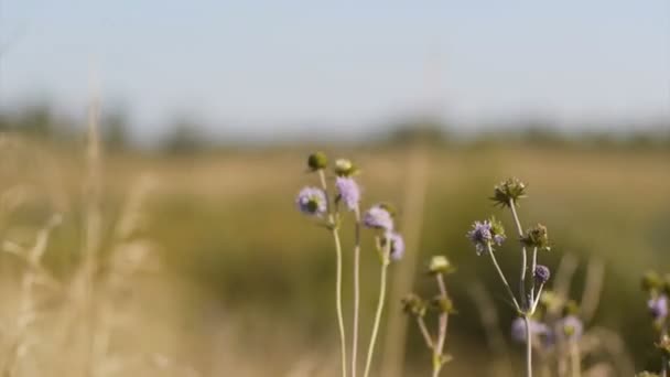 Cows pastures in autumn field — Wideo stockowe