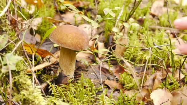 Rassemblement de champignons 