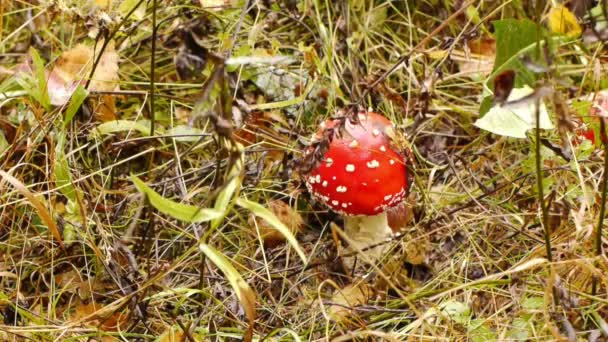 Volar Agaric — Vídeo de stock