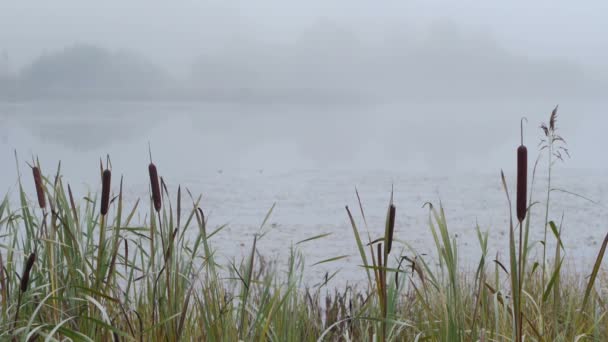 Misty autumn morning — Stock Video